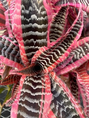 CRYPTANTHUS Elaine